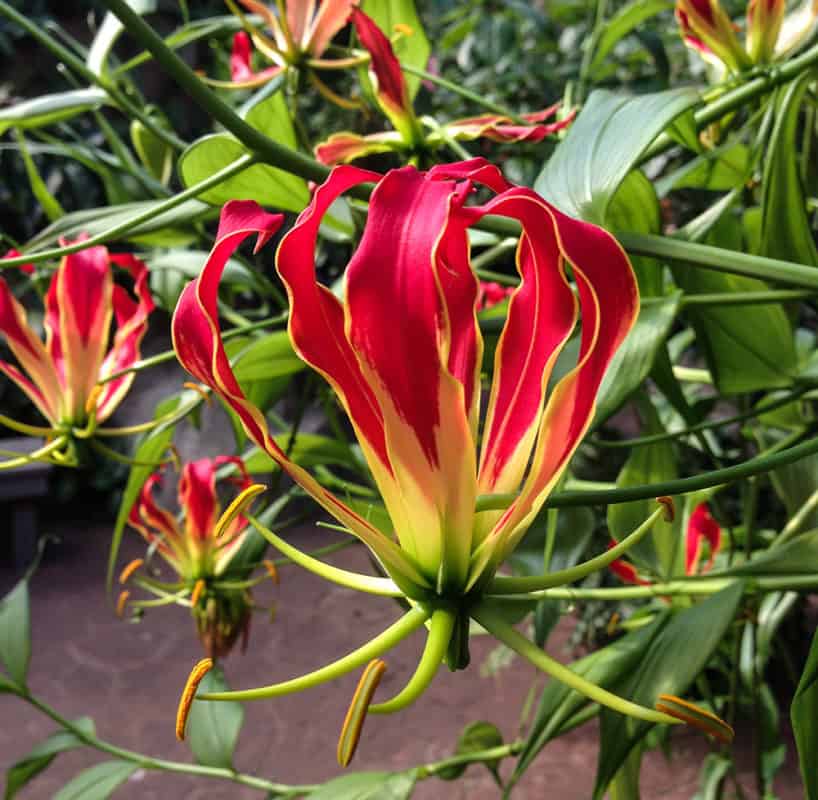 Gloriosa Lily flowers for the first time