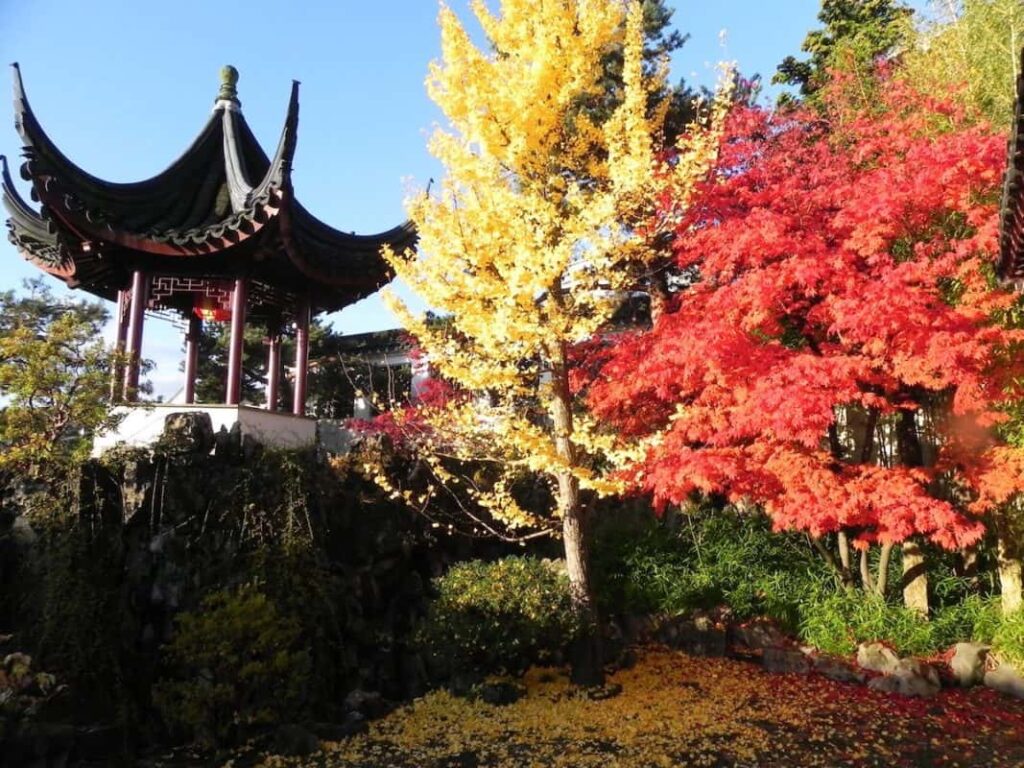 Dr Sun Yat Sen Chinese Garden in autumn