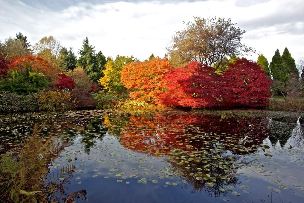 Find the best autumn colour in Victoria and Vancouver, BC gardens