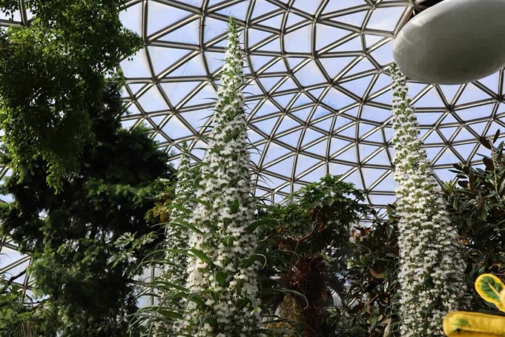'Snow Tower" Plants blooming at Bloedel Conservatory